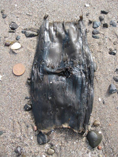 The public are asked to report sightings of egg cases, like the one seen above