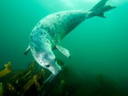 Marine animals such as this are at risk from new wave and tidal energy developments