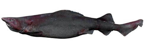 The shark's large, oily liver allows it to hover over the bottom of the ocean 