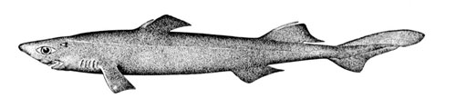 It eats bony fish such as eels, squid and shrimp