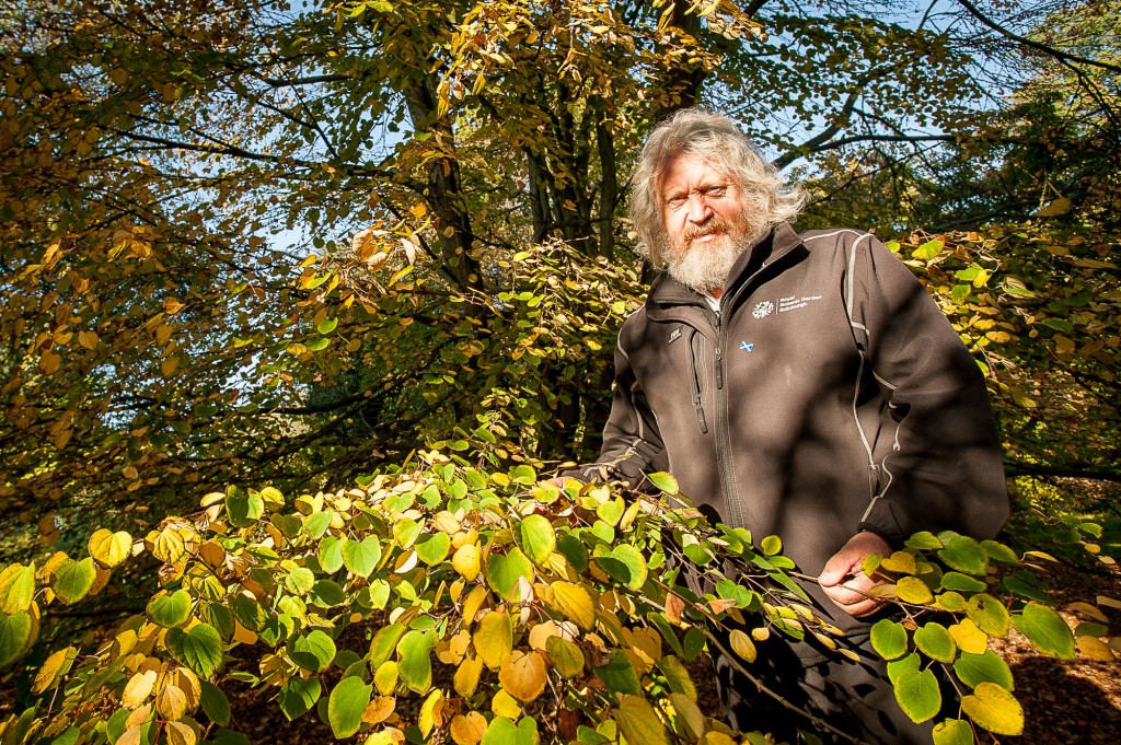 IN PIC................. David Knott of the Botanic gardens with the Katsura tree. (c) Wullie Marr/DEADLINE NEWS For pic details, contact Wullie Marr........... 07989359845