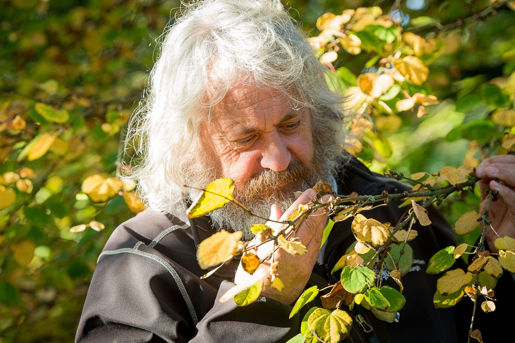 IN PIC................. David Knott of the Botanic gardens with the Katsura tree. (c) Wullie Marr/DEADLINE NEWS For pic details, contact Wullie Marr........... 07989359845