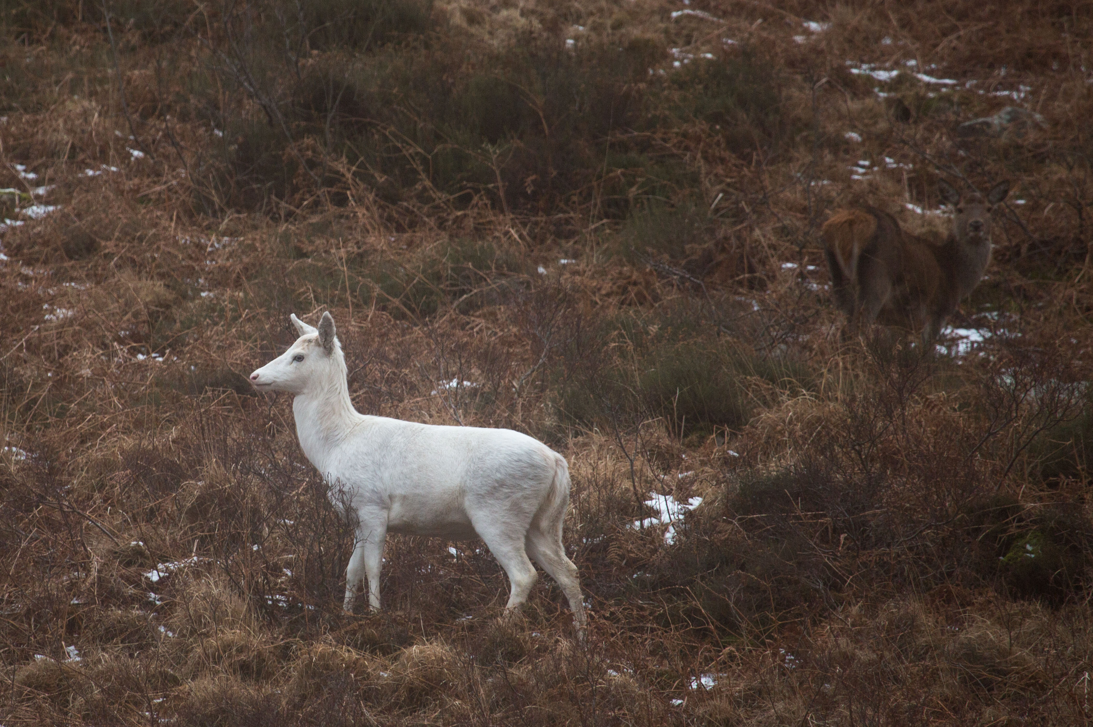 Rare white Arran hind “safe” from deer cull