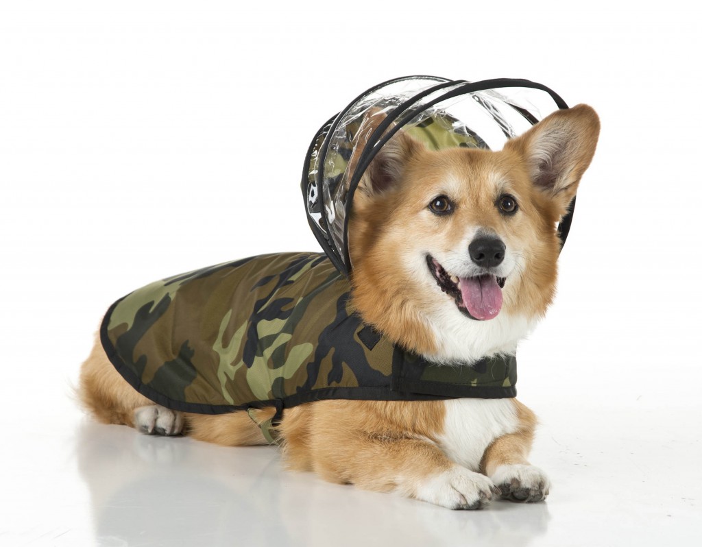 DOG raincoats complete with hoods are the latest creation for pampered US canines coming to Britain. The Push Pushi raincoat, which comes in camouflage, tartan and even glow-in-the-dark yellow, is already a massive hit in the US and now UK dog lovers have started buying them too. The small family owned business in Santa Rosa, California, designed the raincoats in a bid to not only protect dogs from harsh weather conditions but to keep them looking stylish while doing so. The company recently expanded its operation to the UK and reckons the generally harsher and less predictable weather of Great Britain has made them popular with dog lovers. The coats, which cost between £26 and £38, come in a multitude of colours and are available in a range of sizes to fit most breeds of dogs. They even have detachable clear hoods to protect pooches from rain and snow getting into their eyes and ears.