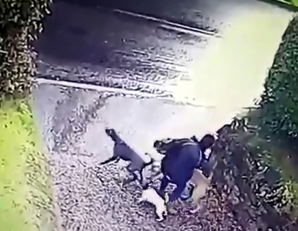 Please credit pictures to Jon Tarr/Deadline News A DEVOTED dog owner suffered bruises, scratches, sore ribs and torn jeans after her trio of pooches took off, dragging her behind them. Angela Tarr, 44, was captured on CCTV at her home in Exeter, Devon, as the pets spotted another dog across the road. After a brief struggle to control the dogs, Angela lost her balance, landed on Jack Russell Sprocket, and disappeared out of the drive on her back and with her legs in the air. Her husband, Jon, drolly commented "There she goes" while saving the CCTV footage for posterity on his mobile. After their son, Alex, uploaded the footage to Twitter it was shared thousands of times. Brave Angela, despite her ordeal, carried on the walk with Sprocket, and Yogi, a bull mastiff, and lurcher Jack. Little Sprocket, after contributing to - then breaking - his owner's fall, suffered nothing worse than a temporary limp.