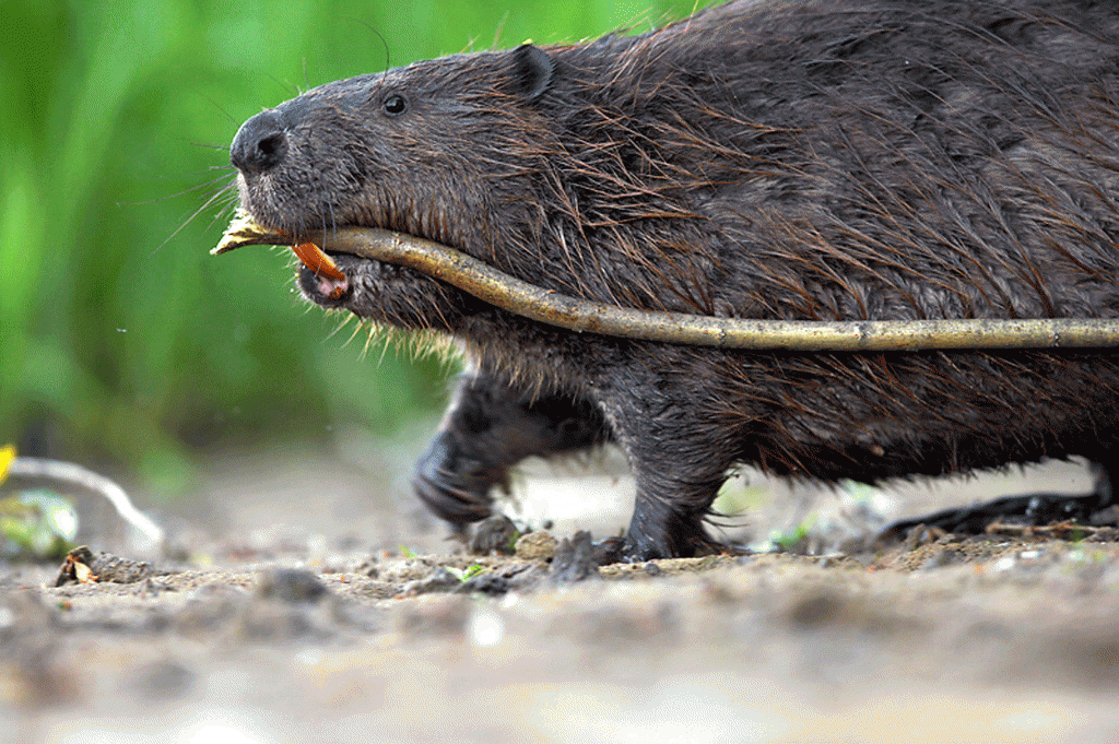 A German beaver in good health