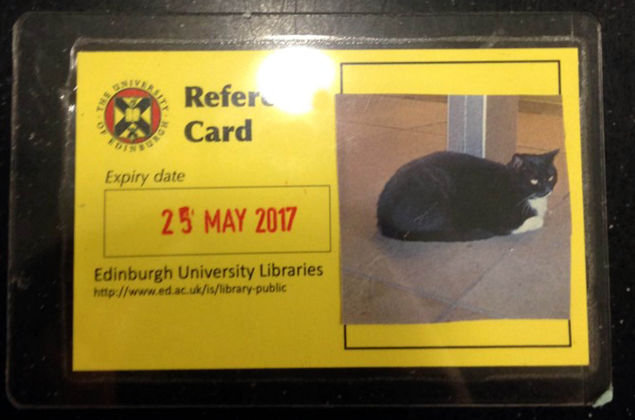 Book deal for Jordan the university library cat