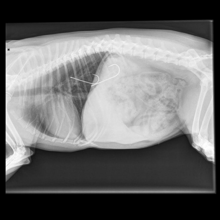 Horrifying X-ray shows fish hooks embedded in dog’s stomach