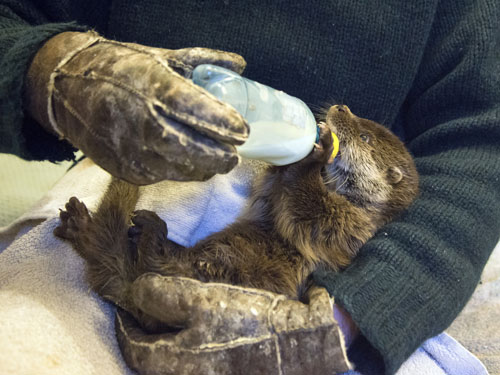Orphan baby otter drinks fish soup