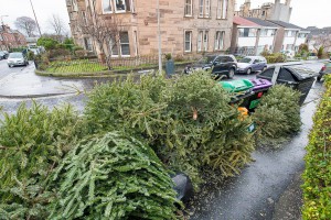 IN PIC................. Christmas trees dumped for uplift in Edinburgh, blocking the roads and footpaths (c) Wullie Marr/DEADLINE NEWS For pic details, contact Wullie Marr........... 07989359845