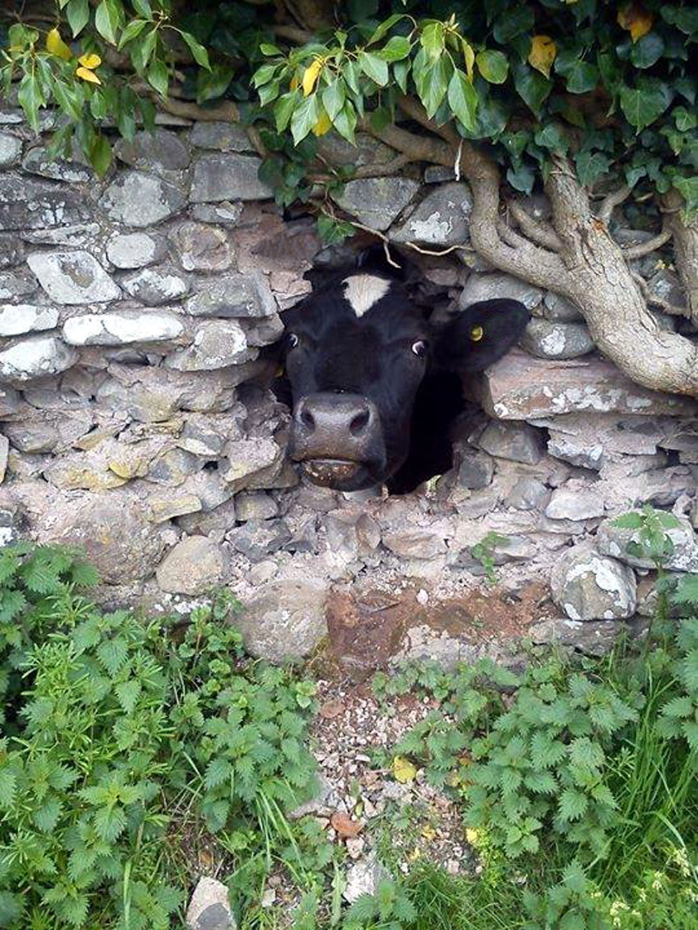 The moment the curious cow stuck its head through a wall 