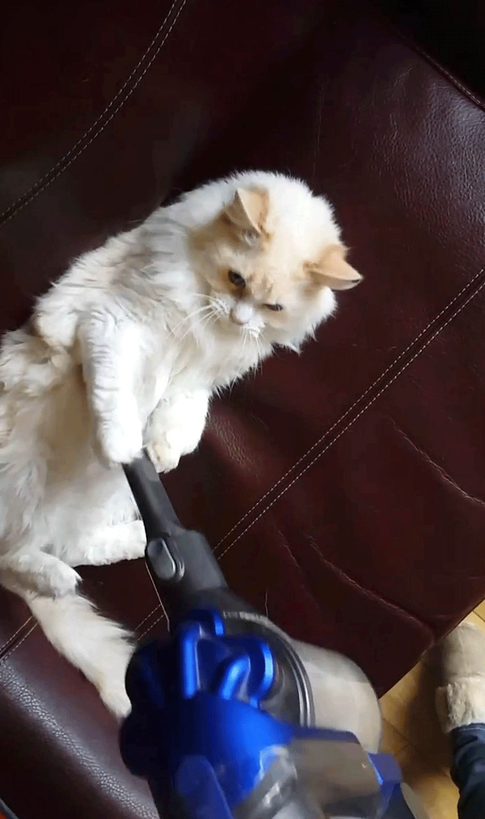Yoda gets regular vacuum cleans to deal with his "barrow-loads" of loose fur.