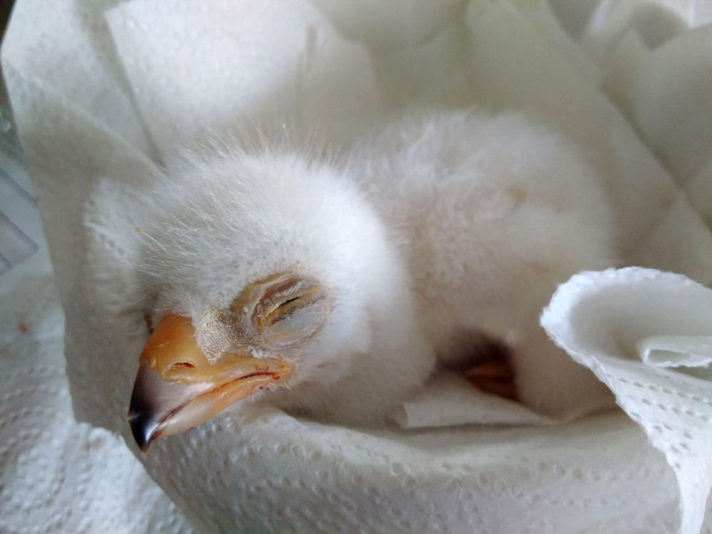 The chick shortly after being born 
