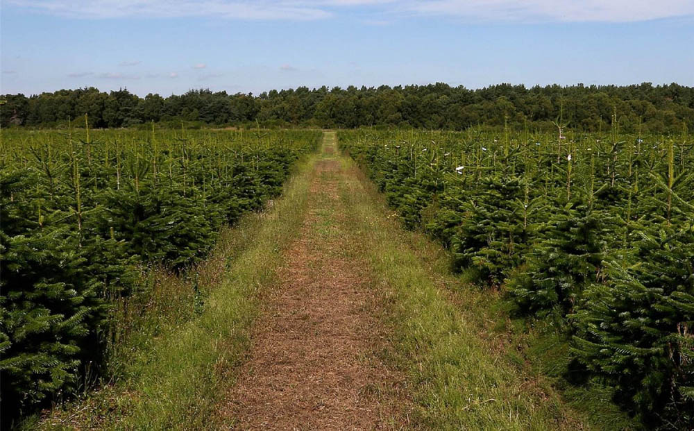 ONE of the largest Christmas tree farms in Scotland has had £500,000 chopped from its price after failing to sell for £3.2m. The 250-acre site in Nairn has an astonishing 620,000 trees - more than 125,000 of which are due to be harvested for this year's festive season. But despite high demand for real Christmas trees - which fetch up to £70 each - the selling price has been cut to £2.7m. Maviston Farm grows Nordmann fir trees, described as the Rolls Royce of Christmas trees because of their "fantastic" shape, colour and texture. Previously an old farm, the land - ten times the area of Waverley Station, Edinburgh - was converted into a Christmas tree business eight years ago.