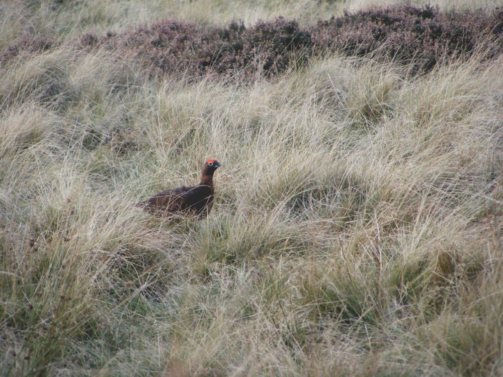 Red grouse roaming free 
