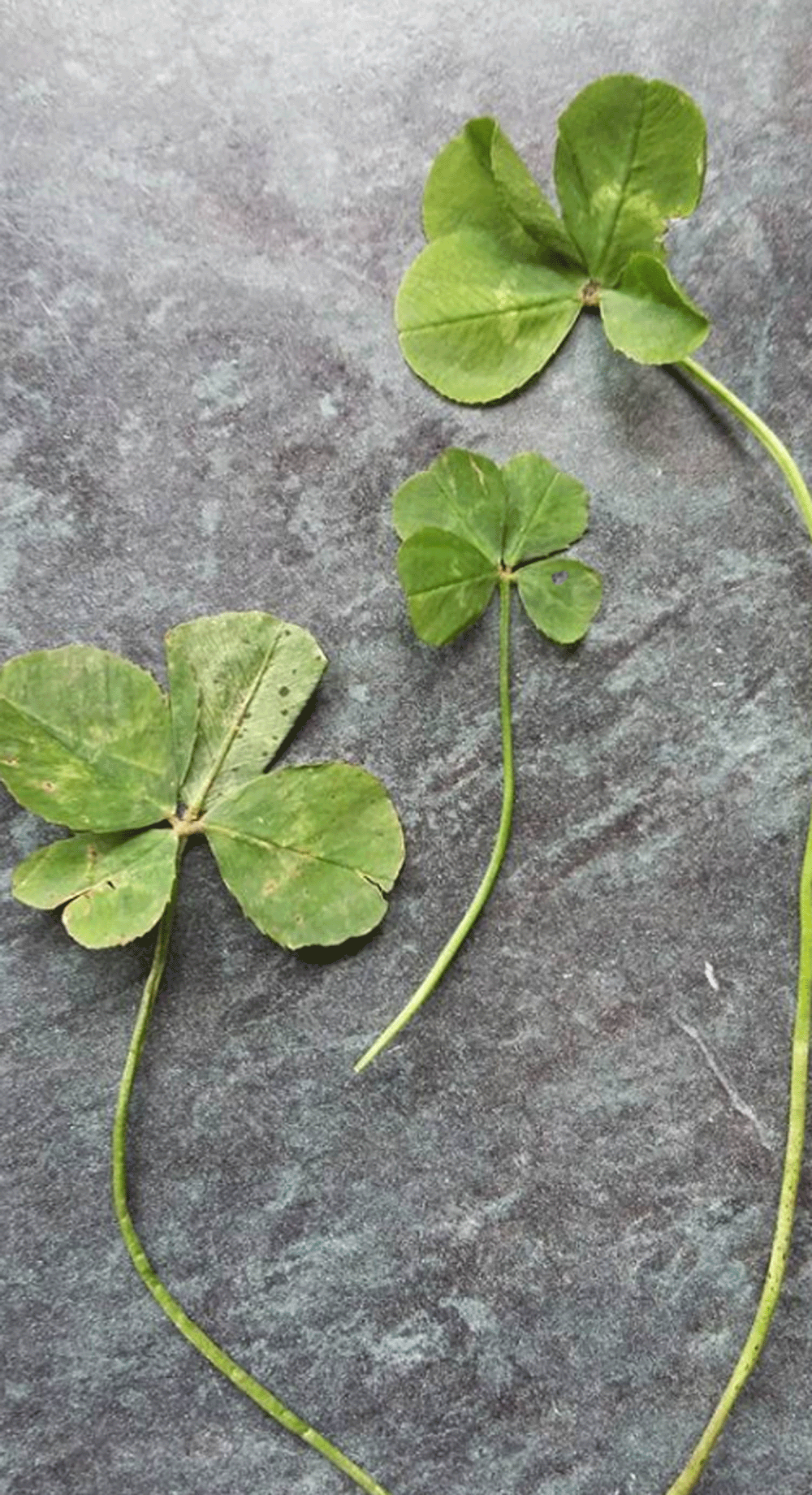 There's a much higher chance of winning the lottery than finding three four-leaf clovers