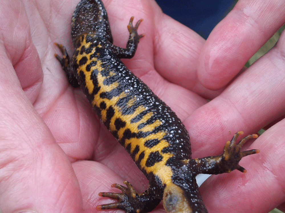 A great-crested newt (credit: Peter Leach)