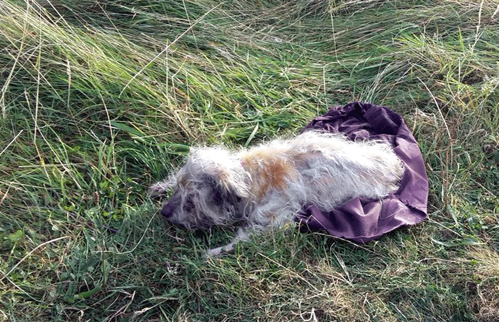 The dog had been left in the sack for several days