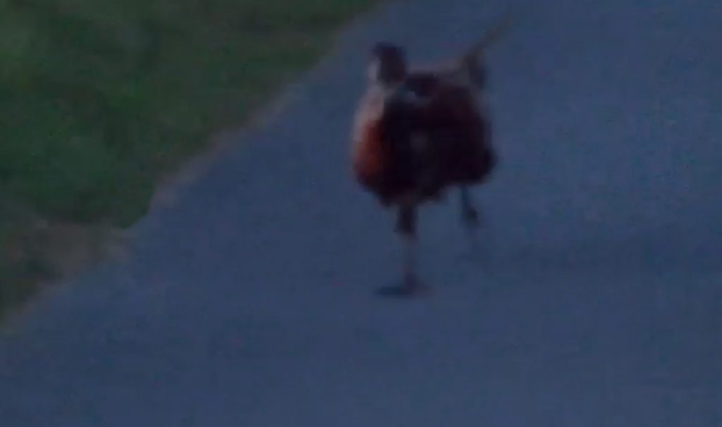 AN amazing video shows a frisky pheasant chasing a car - after the bird fell in love with the driver. James Clark found himself the subject of unwanted attention after stopping on an Arran road to photograph and video the game bird. But when James, 44, prepared to leave the grouse started making mating calls and darted back and forth in front of his car. To the businessman's astonishment, the bird then chased his vehicle for several minutes with the hilarious scene caught from the back seat by his son. American James, who was heading home after visiting the island's famous Machrie Stones, said he had often encountered pheasants on Arran but this was the most "ballsy".