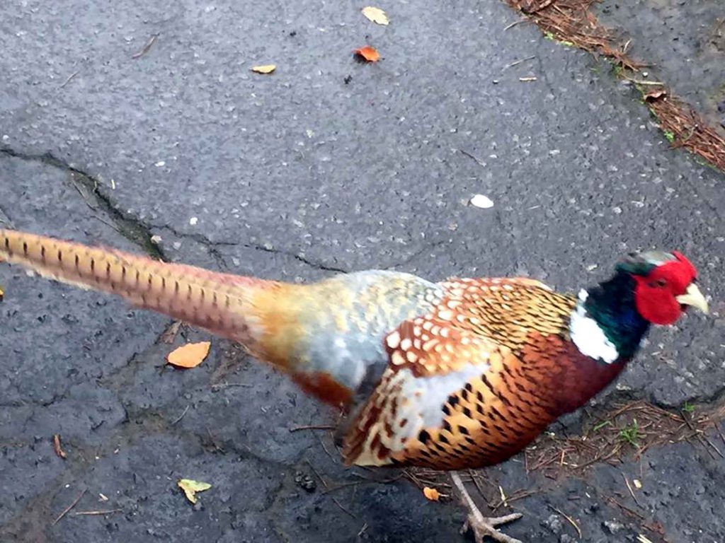 A FEROCIOUS, "growling" pheasant has been  attacking passers-by in a Scottish village. The bolshie  bird runs up to pedestrians in Balfron, Stirlingshire, and pecks away at their shoes. One walker said he had to be "saved" by a local builder armed with a piece of wood. The fearless pheasant has been attacking people for months and has become such a feature in the area it has even been given a name -  Archie. Pheasants are normally shy creatures and, with the official shooting season starting next month, have more reason than ever to keep their heads down. But a recent video shows Archie harrassing a visiting walker by pecking at his shoes and trousers while making a strange growling noise.  Andrew Campbell, of Bishopbriggs,  East Dunbartonshire, described his encounter with Archie on the outskirts of the village next to a farm.