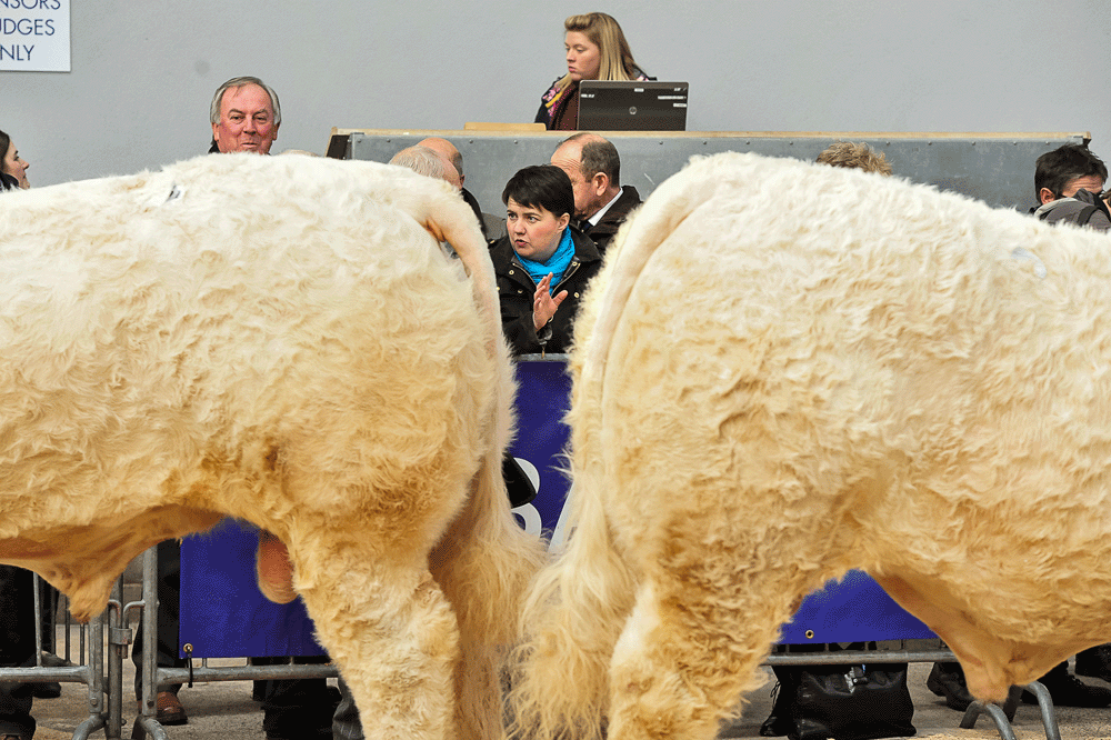 First, Politics: Scottish Conservative leader Ruth Davidson made a to visit the Stirling Bull Sales on Monday. She toured the event and presented prizes. 15th February, 2016
