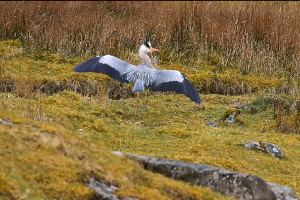 AN amazing video shows a hungry heron struggling with its eel dinner - only to have it stolen at the last  moment by a bird of prey. The clip shows the poor heron repeatedly trying and failing to gulp down the wriggling eel. Just as it seems mealtime has finally arrived, the hapless bird is forced to duck and drop its snack by a swooping buzzard. In the final seconds of the video, filmed on Mull, the buzzard itself gets buzzed by crows. The footagewas captured by professional photographer George Riddell, from High Wycombe, Bucks. George, 50, originally from Belhelvie, Aberdeenshire, was on a two-week filming trip on the Isle of Mull when the scene played out in front of him.