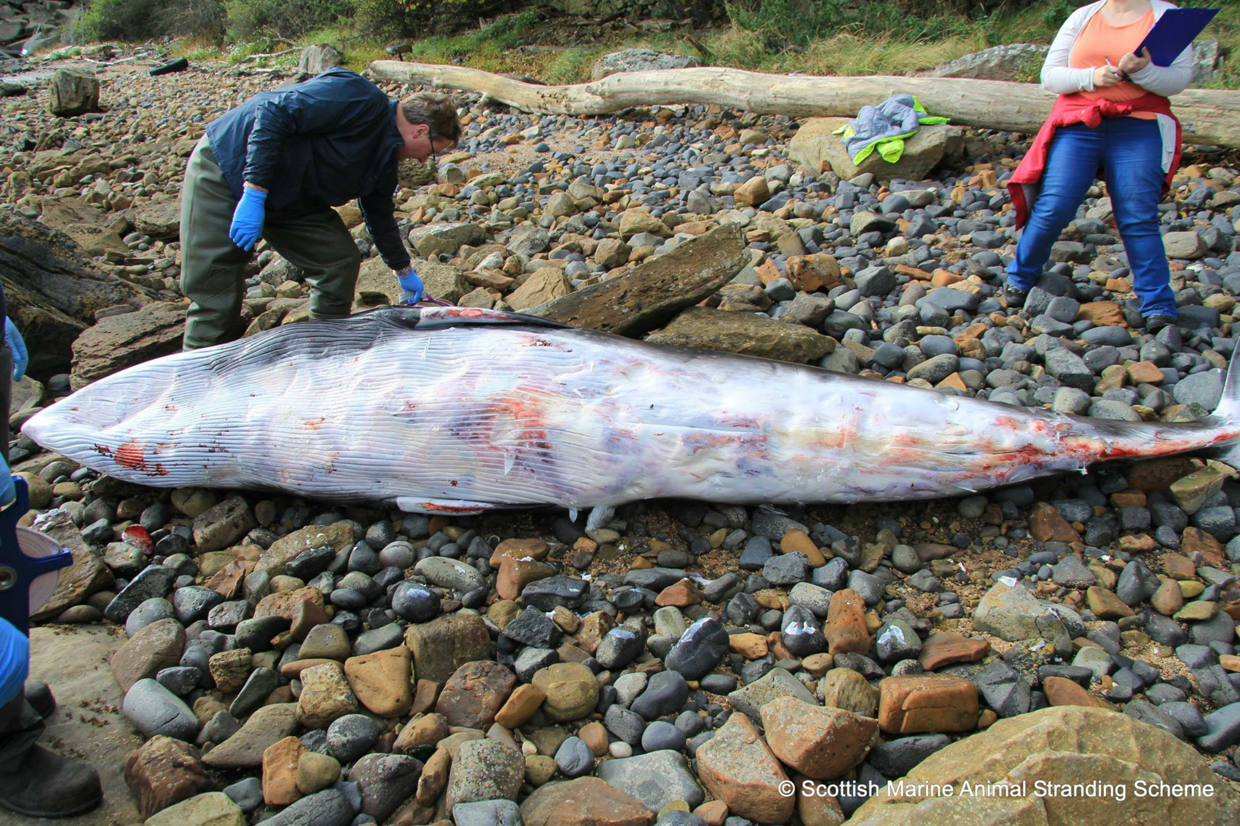 Cat Poop Parasite found in Dead Beluga Whales