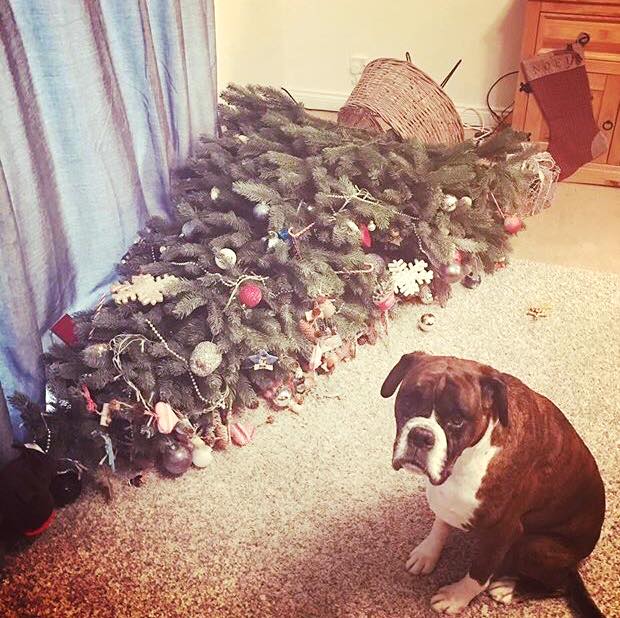 Hilarious snap shows guilty-looking boxer next to Xmas tree he just trashed  - Deadline News