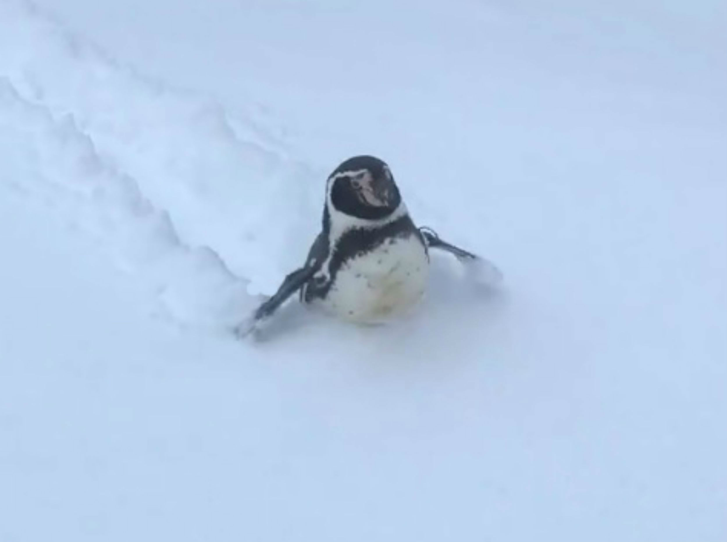 Determined Penguin Carves A Path Through The Snow Deadline News