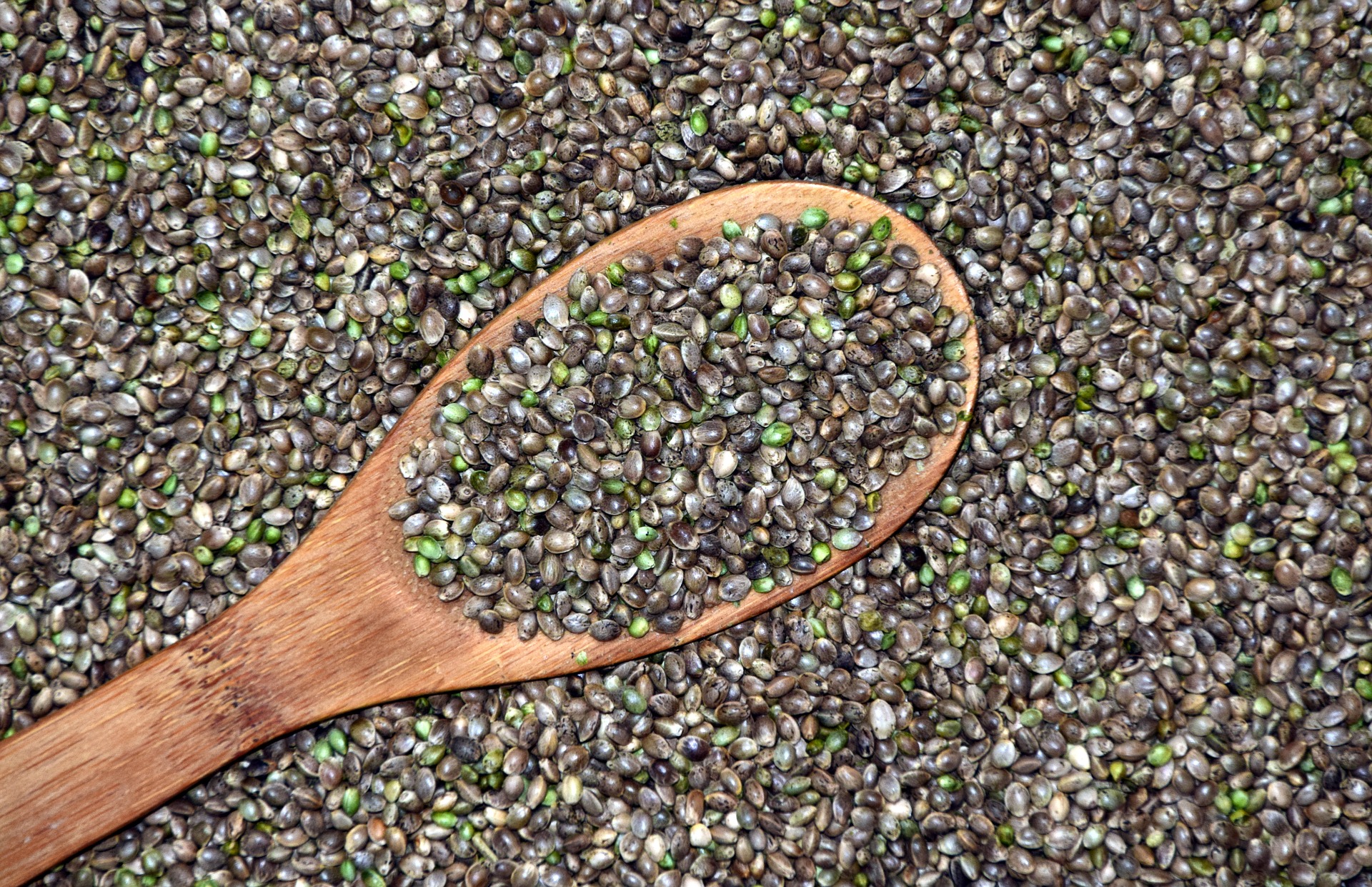 A picture of cannabis seeds- Business News