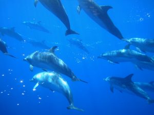 Dolphin Pod in Ria Formosa, Portugal