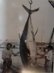 Image from the Tuna Museum at Barril Beach, Tavira, Portugal
