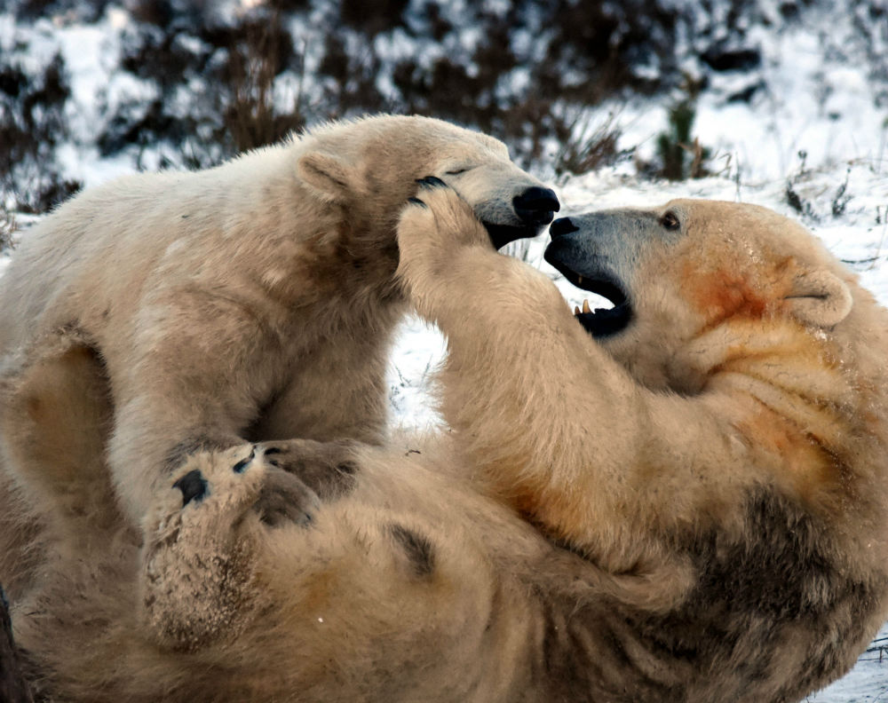 UK's first polar bear playing in the snow with his mum