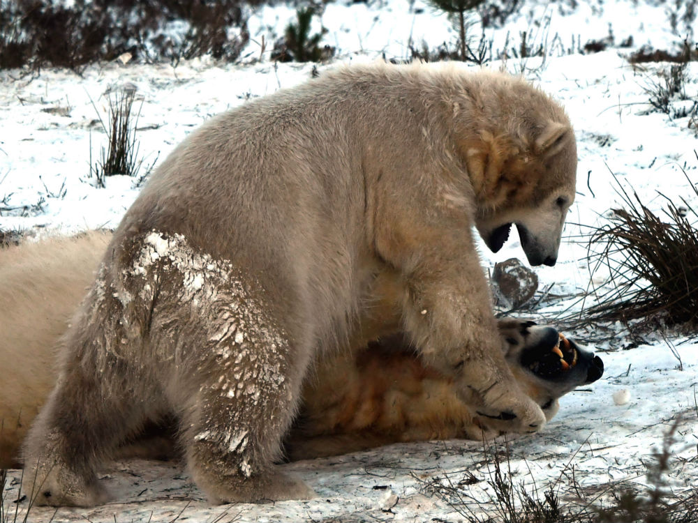 UK's first polar bear playing in the snow with his mum