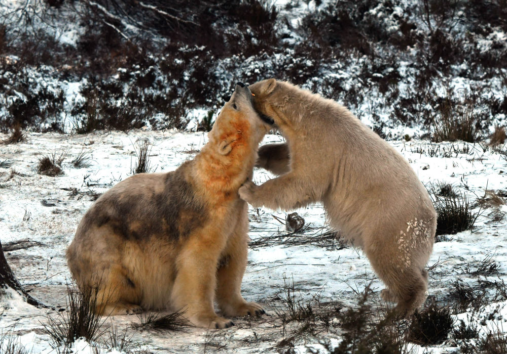 UK's first polar bear play fighting in the snow with his mum
