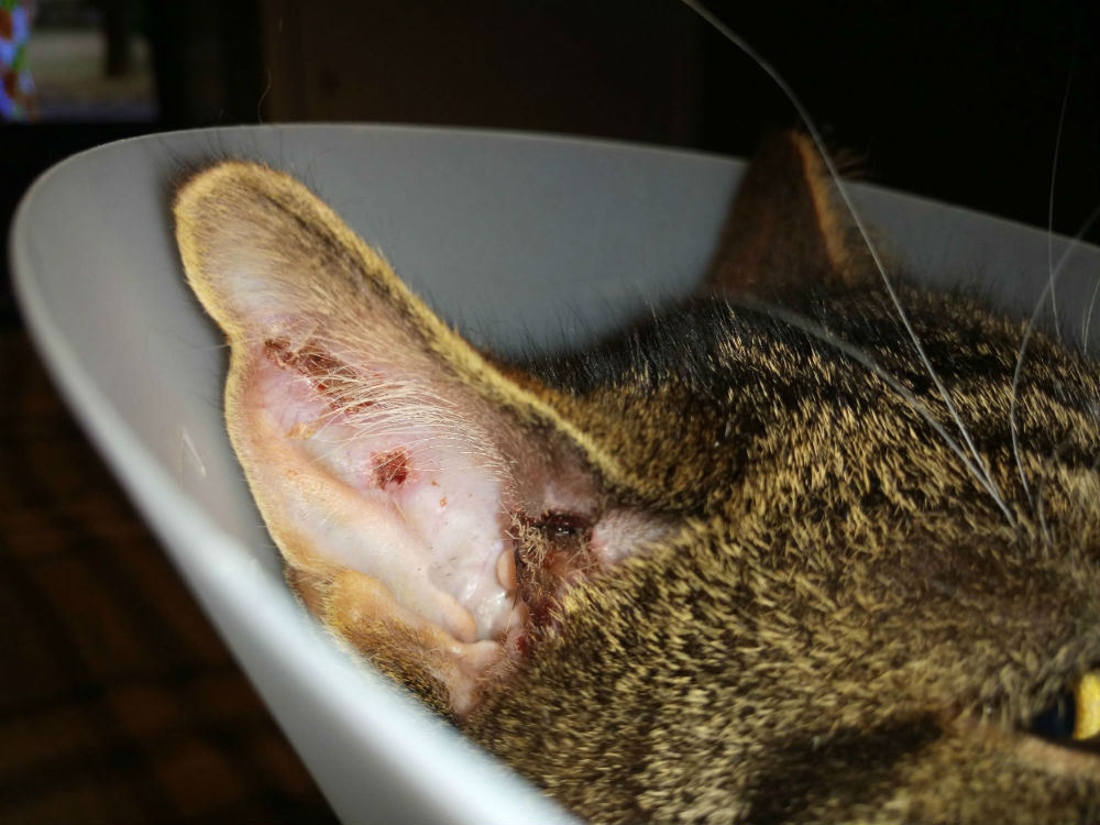Fundraiser for cat attacked in East Renfrewshire
