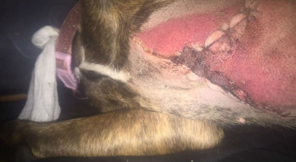 Gruesome pictures show dog ripped open after running through grass
