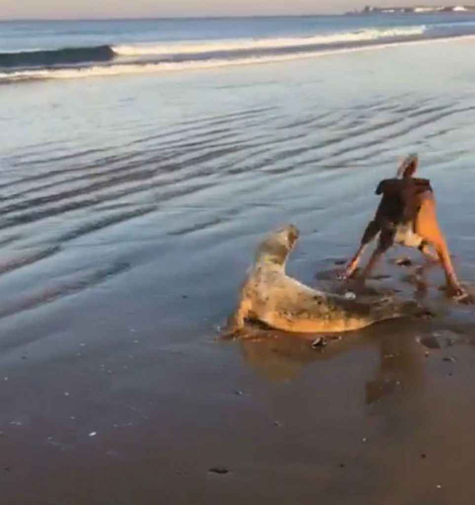 Moment seal pup forced to fight for life after it is attacked on beach by out-of-control dog