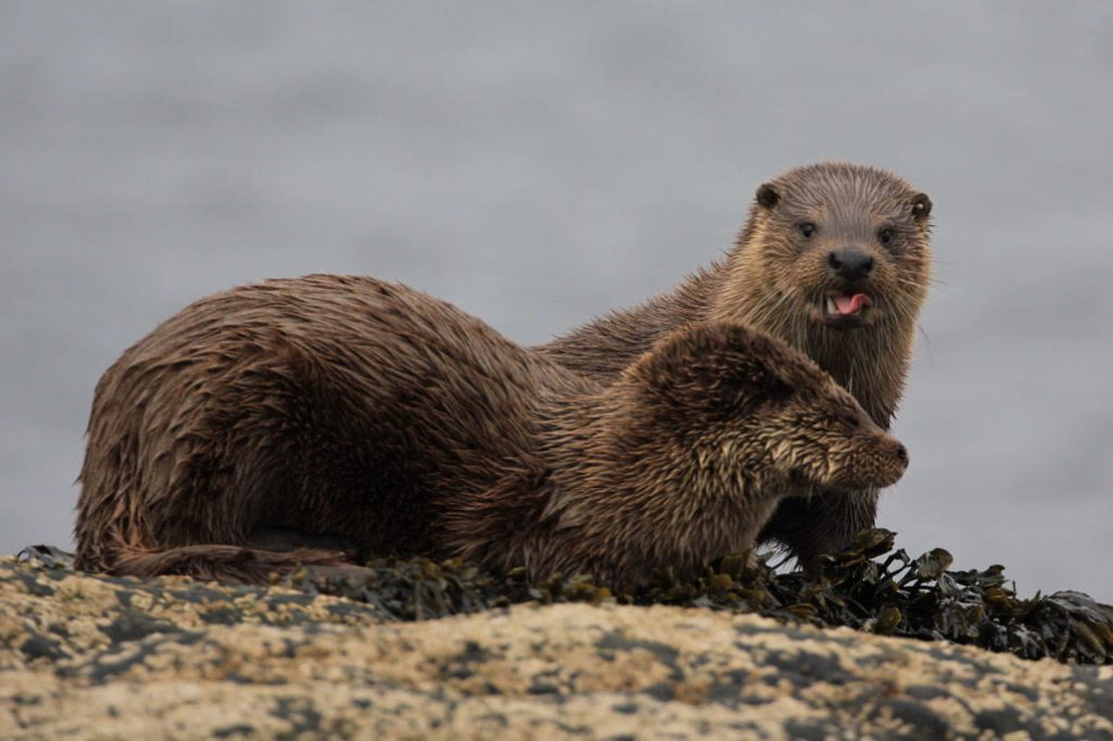 Two playful otters - one with its tongue sticking out - captured during a wildlife photo safari in the Scottish Highlands