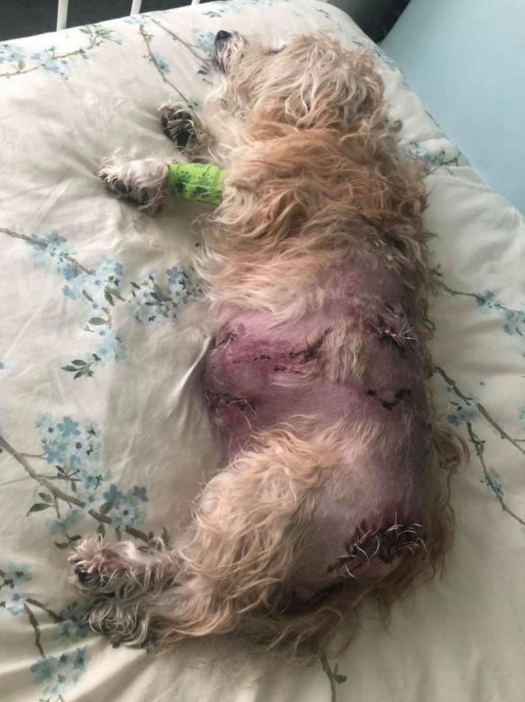 Ruby the dog covered in wounds from her attack