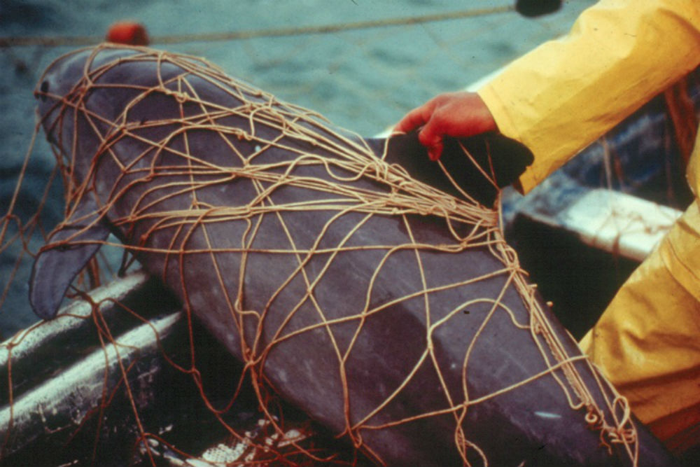 Pictured is a dead vaquita porpoise tangled in gillnet netting