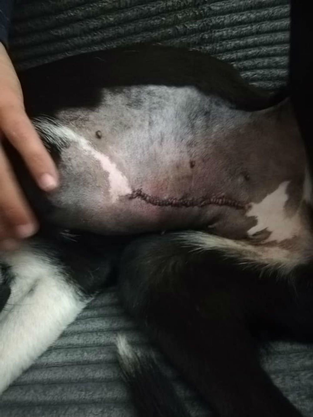Dog with scar on belly