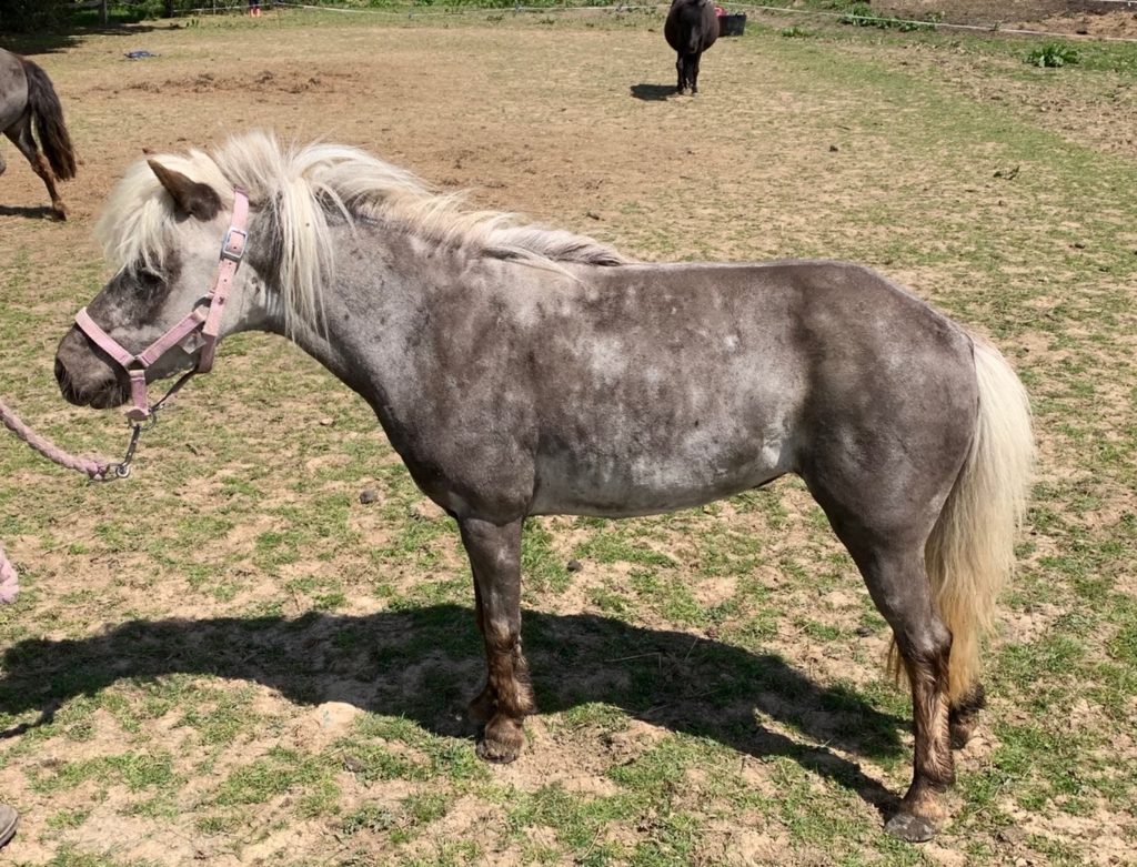 An appeal was launched online after a five-year-old girl was left traumatised by the sight of her dying pony-Viral News England