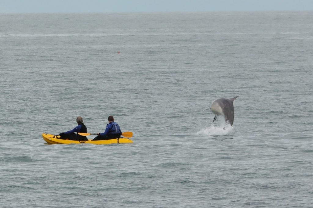 The father and son-in-law watched in disbelief as the Bottlenose Dolphin breaches the sea