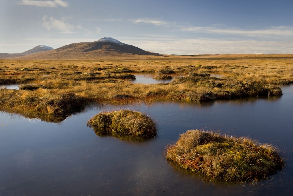 Environmental charity launch plan to help Scotland's nature recover