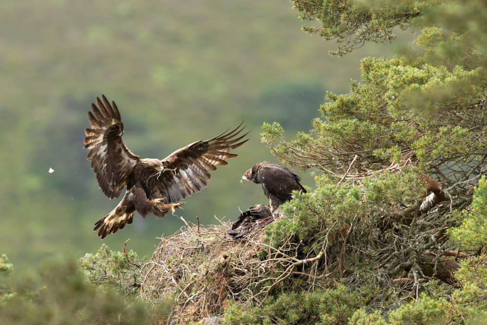 Eagle nest in Cairngorms