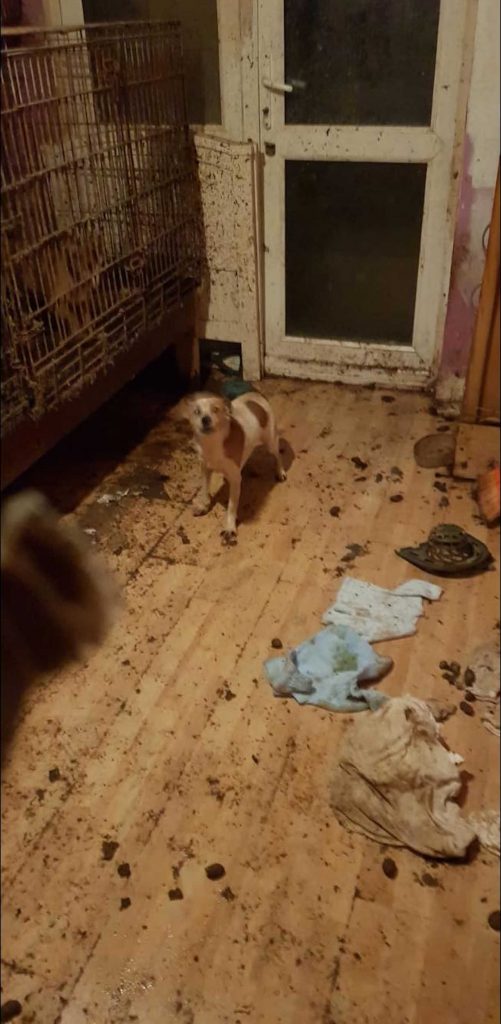 Emma Maliska broke into her neighbour's house to rescue over 22 animals living in horrid conditions