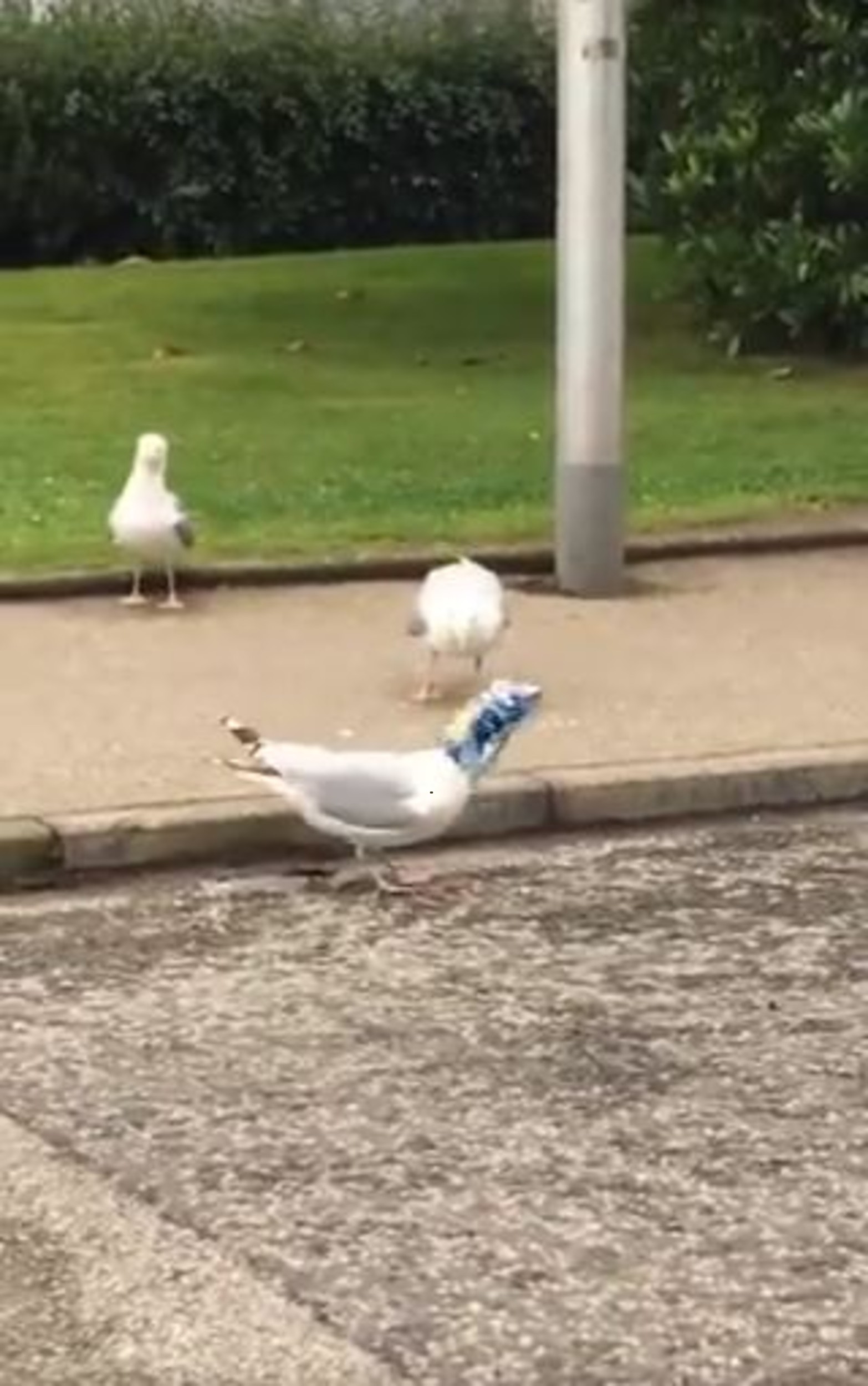 Seagull with crisps on head