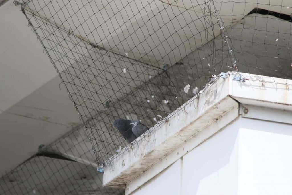 TEsco branded pigeon murderers after birds die in netting
