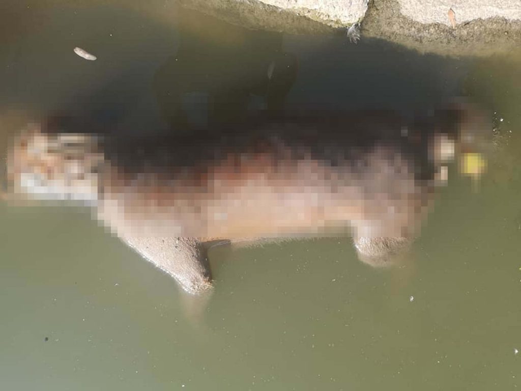 HEARTBREAKING images of fox apparently drowned after getting its head stuck in a packet of crisps and falling into water
